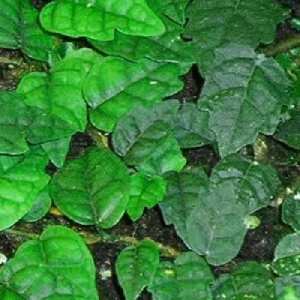 Mini Oakleaf Creeping Fig Live Plant - Ficus quercifolia - 2 inch Pot - Terrarium & Fairy Garden Plant - Image 2