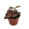 Mini Red Veined Nerve Plant – Fittonia – Live House Plant – 2.5 inch Pot – Indoor - Image 1