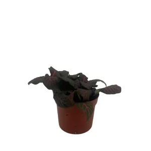 Mini Red Veined Nerve Plant – Fittonia – Live House Plant – 2.5 inch Pot – Indoor - Image 2