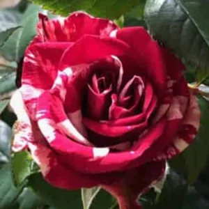 Mini Rose Live Plant – Red & Pink Blooms – 6