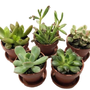 Mini Succulent Collection Live Plants – 5 Assorted 1-inch Potted Succulents with Saucers – Indoor Fairy Garden & Terrarium Plants - Image 2