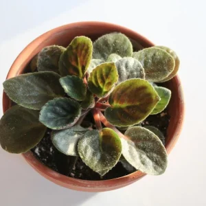 Miniature African Violet Live Plant - 3 Plants 2-inch Pot - Indoor Flowering - Image 2