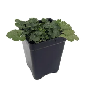 Miniature Pulchella Coral Bells Live Plant - Heuchera - 2.5