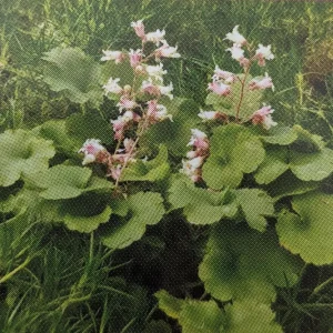 Miniature Pulchella Coral Bells Live Plant - Heuchera - 2.5