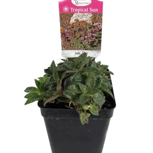 Miniature Tiger Jade Plant - Crassula Live Plant - 2.5 inch Pot - Indoor Succulent - Image 1