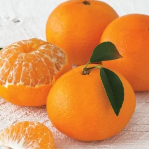 Minneola Tangerine Tree Grafted Live Plant - 5 Gallon, 4 Feet Tall, Bearing Fruit - Image 1