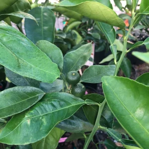 Minneola Tangerine Tree Grafted Live Plant - 5 Gallon, 4 Feet Tall, Bearing Fruit - Image 4