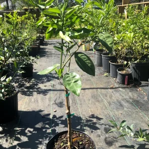 Minneola Tangerine Tree Live Plant – 3 Gallon Pot – 3 Feet Tall – Citrus - Image 2