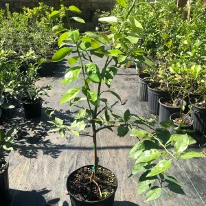 Minneola Tangerine Tree Live Plant – 3 Gallon Pot – 3 Feet Tall – Citrus - Image 3
