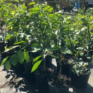 Minneola Tangerine Tree Live Plant – 3 Gallon Pot – 3 Feet Tall – Citrus - Image 4