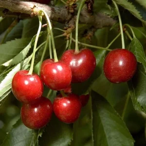 Minnie Royal Cherry Tree Live Plant - 3 to 4 ft Tall Grafted Fruit Tree in 3 Gal Pot - Image 1
