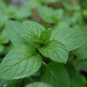 Mint Grow Kit - Spearmint Seeds with Ceramic Planter & Growing Medium - Image 4