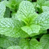 Mint Live Herb Plant 6 inch Tall in 3.5 inch Pot - Outdoor Culinary Herb - Image 1