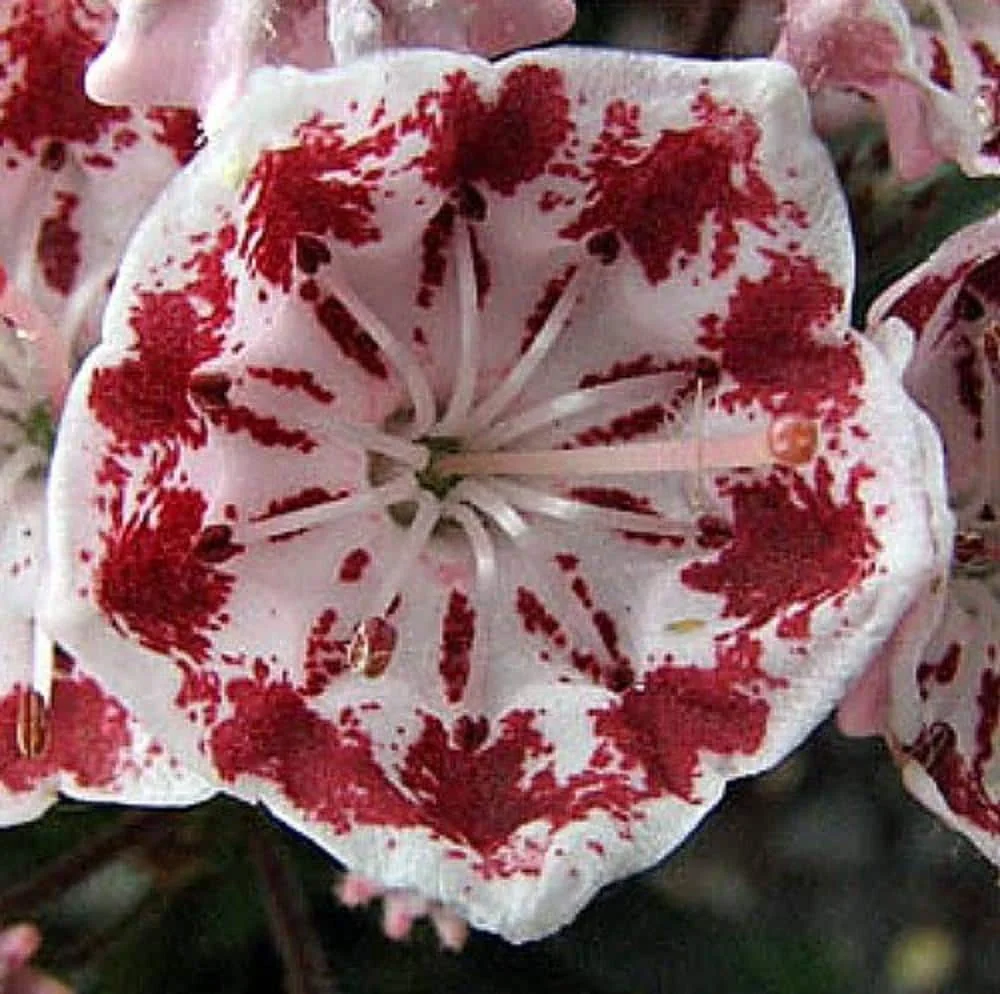 Minuet Dwarf Mountain Laurel Live Plant – Kalmia – 4 inch Pot – Very Hardy - Image 2