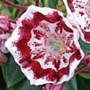 Minuet Dwarf Mountain Laurel Live Plant – Kalmia – 4 inch Pot – Very Hardy - Image 4