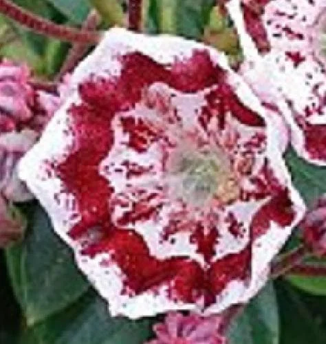 Minuet Dwarf Mountain Laurel Live Plant – Kalmia – 4 inch Pot – Very Hardy - Image 4