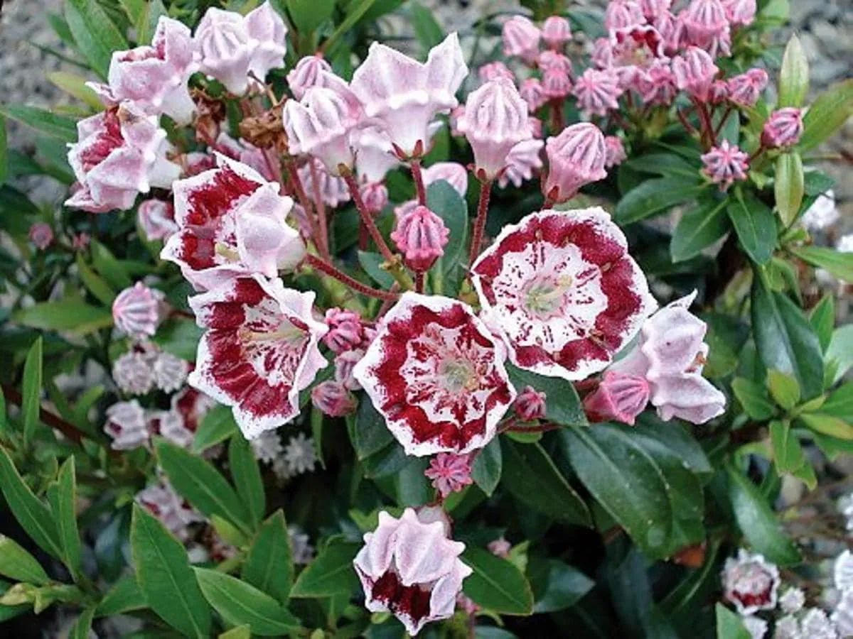 Minuet Dwarf Mountain Laurel Live Plant – Kalmia – 4 inch Pot – Very Hardy - Image 1