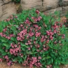 Minuet Weigela florida Live Well Rooted Cutting Plant 8-12 Inches Outdoor - Image 1