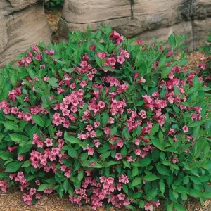 Minuet Weigela florida Live Well Rooted Cutting Plant 8-12 Inches Outdoor - Image 3