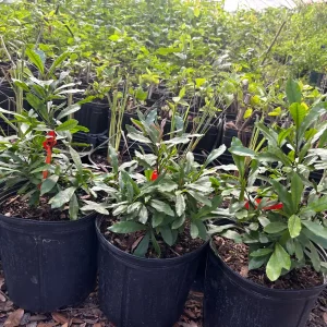 Miracle Berry Grafted Live Plant - Synsepalum dulcificum - Taste-Altering Fruit - 6-12 inches - Image 5