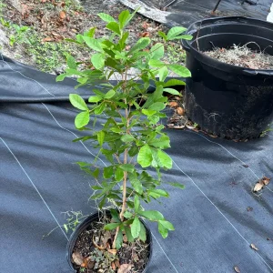 Miracle Berry Grafted Live Plant - Synsepalum dulcificum - Taste-Altering Fruit - 6-12 inches - Image 6