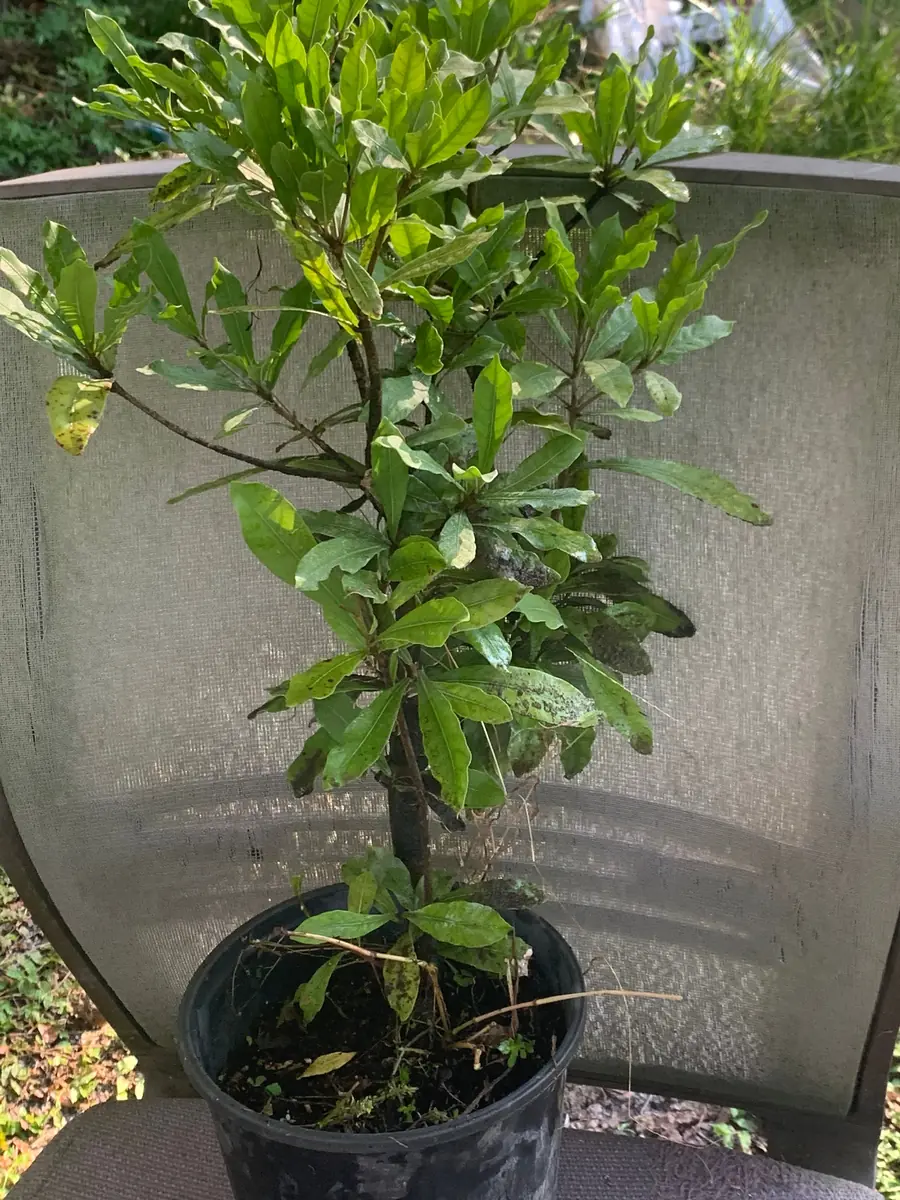 Miracle Berry Grafted Plant (Synsepalum dulcificum) Live Plant - Sweet Fruit - Image 2