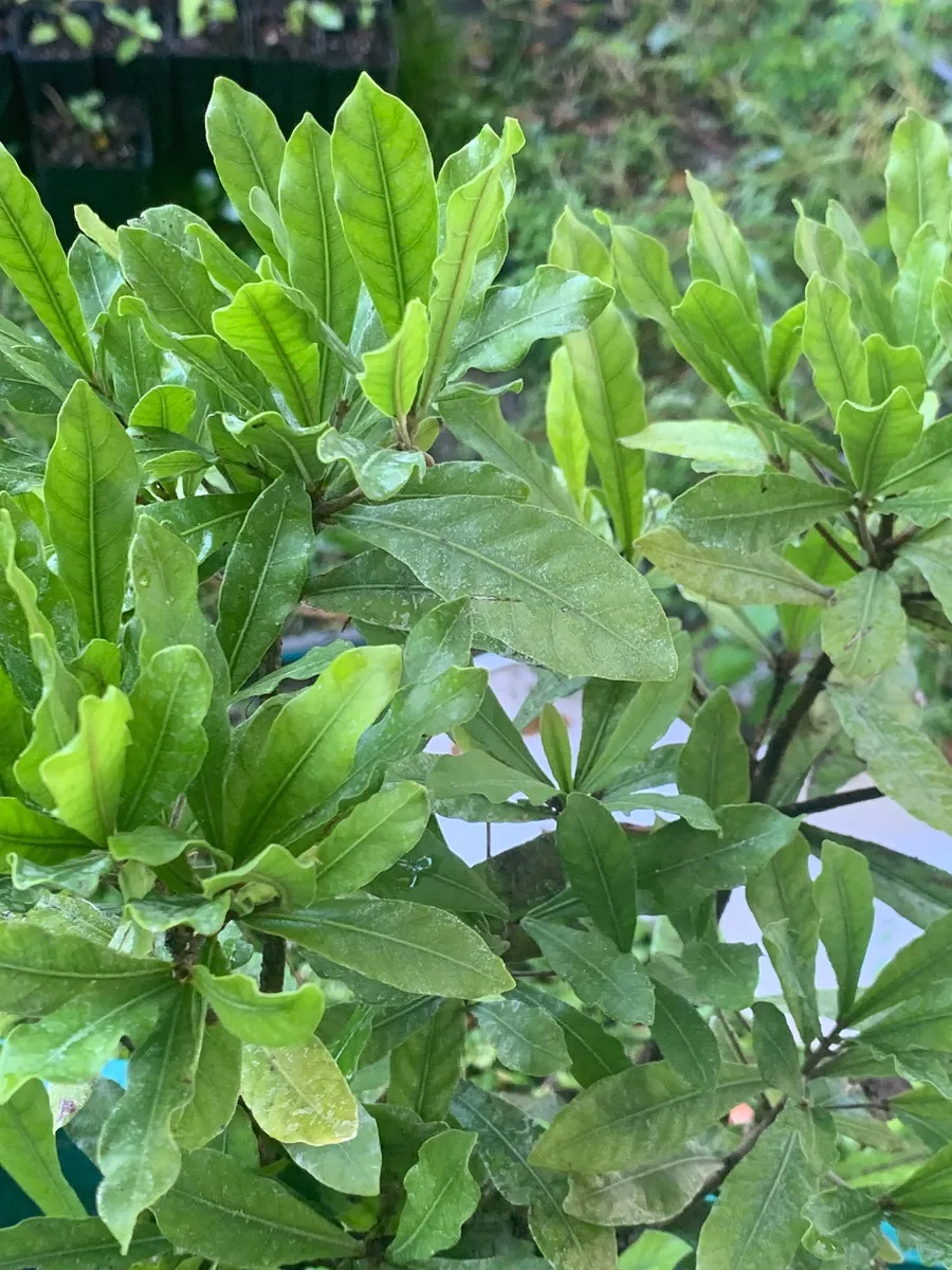 Miracle Berry Grafted Plant (Synsepalum dulcificum) Live Plant - Sweet Fruit - Image 3