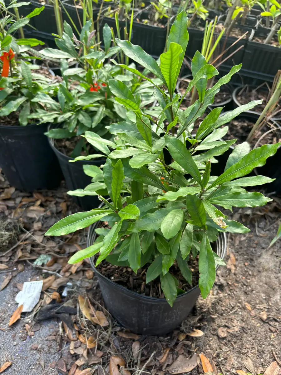 Miracle Berry Grafted Plant (Synsepalum dulcificum) Live Plant - Sweet Fruit - Image 4