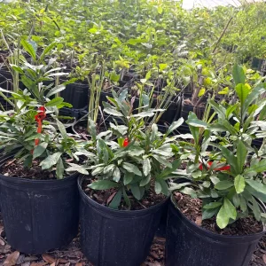 Miracle Berry Grafted Plant (Synsepalum dulcificum) Live Plant - Sweet Fruit - Image 5