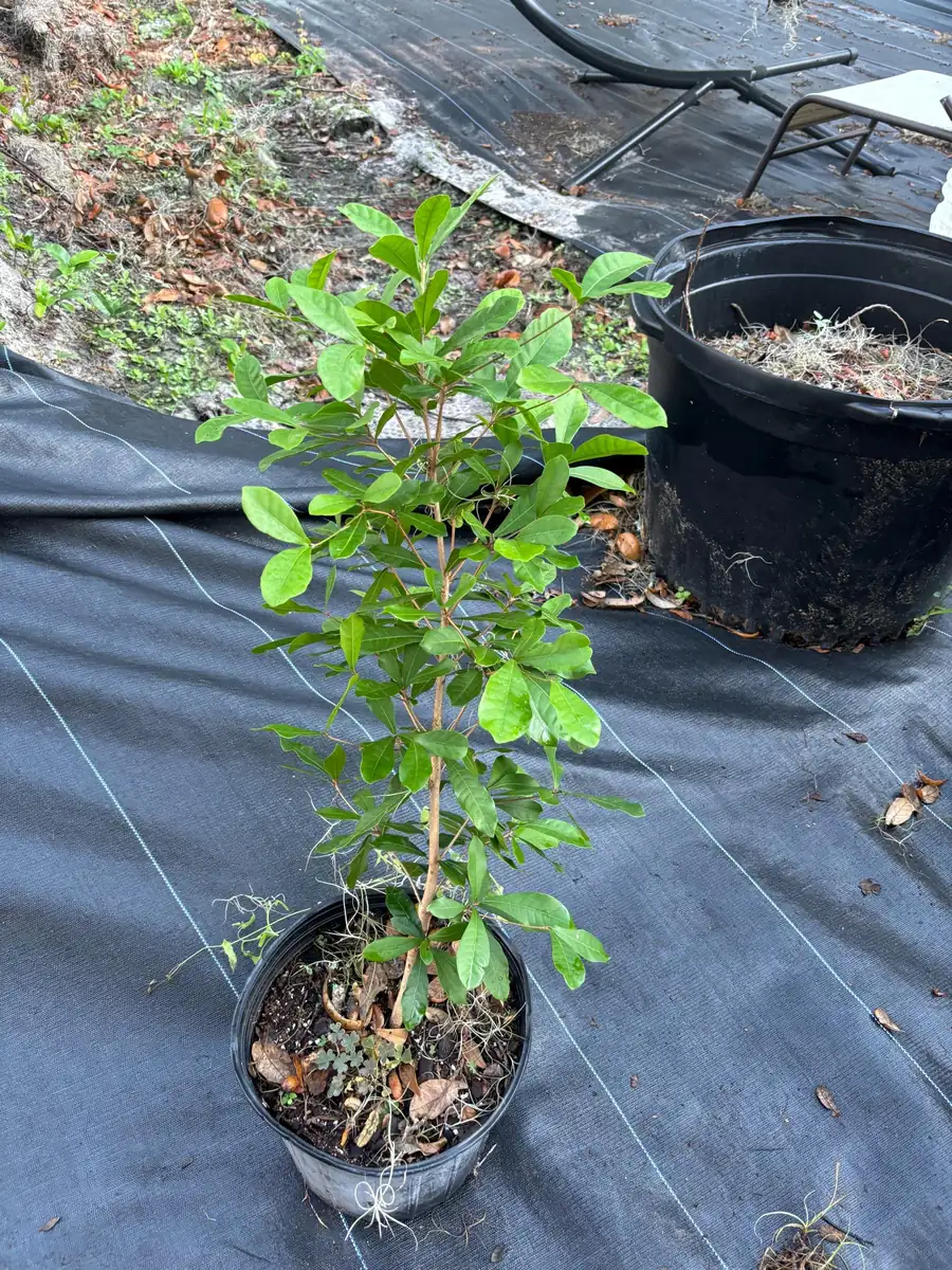 Miracle Berry Grafted Plant (Synsepalum dulcificum) Live Plant - Sweet Fruit - Image 6