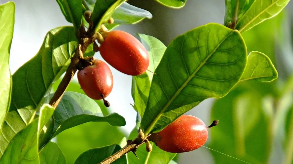 Miracle Berry Grafted Plant (Synsepalum dulcificum) Live Plant - Sweet Fruit - Image 1