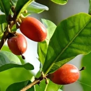Miracle Fruit Live Plant – 1 Gallon Pot – 1 Foot Tall – Indoor/Outdoor - Image 4