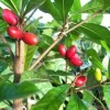 Miracle Fruit Live Plant - Synsepalum dulcificum - 1-2 Ft Tall in 3 Gal Pot - Image 1