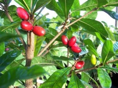 Miracle Fruit Live Plant - Synsepalum dulcificum - 1-2 Ft Tall in 3 Gal Pot - Image 1