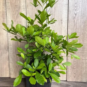 Miracle Fruit Live Plant – Synsepalum dulcificum – 3 Gallon Pot – Indoor/Outdoor - Image 2