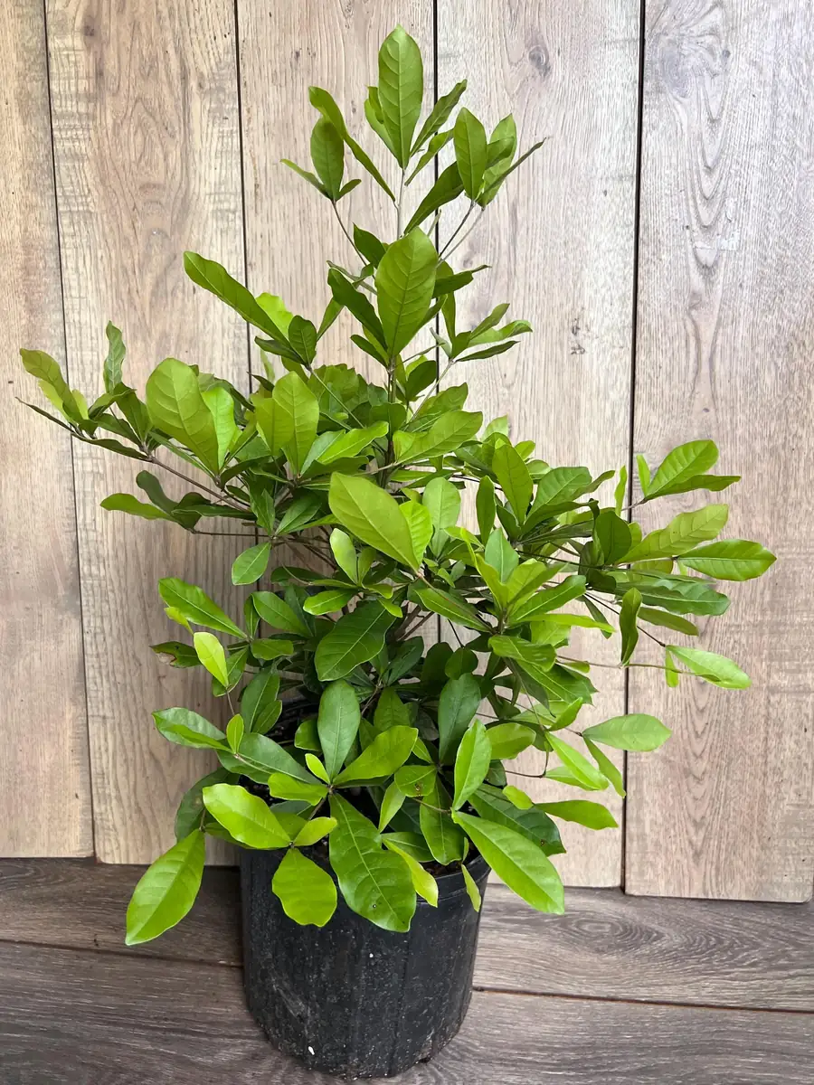 Miracle Fruit Live Plant – Synsepalum dulcificum – 3 Gallon Pot – Indoor/Outdoor - Image 2