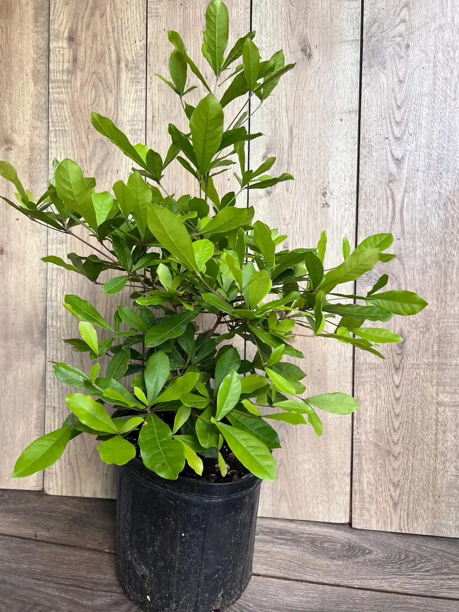 Miracle Fruit Live Plant – Synsepalum dulcificum – 3 Gallon Pot – Indoor/Outdoor - Image 3