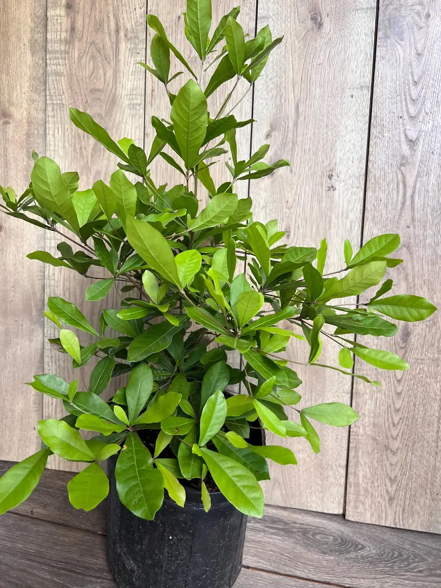 Miracle Fruit Live Plant – Synsepalum dulcificum – 3 Gallon Pot – Indoor/Outdoor - Image 4