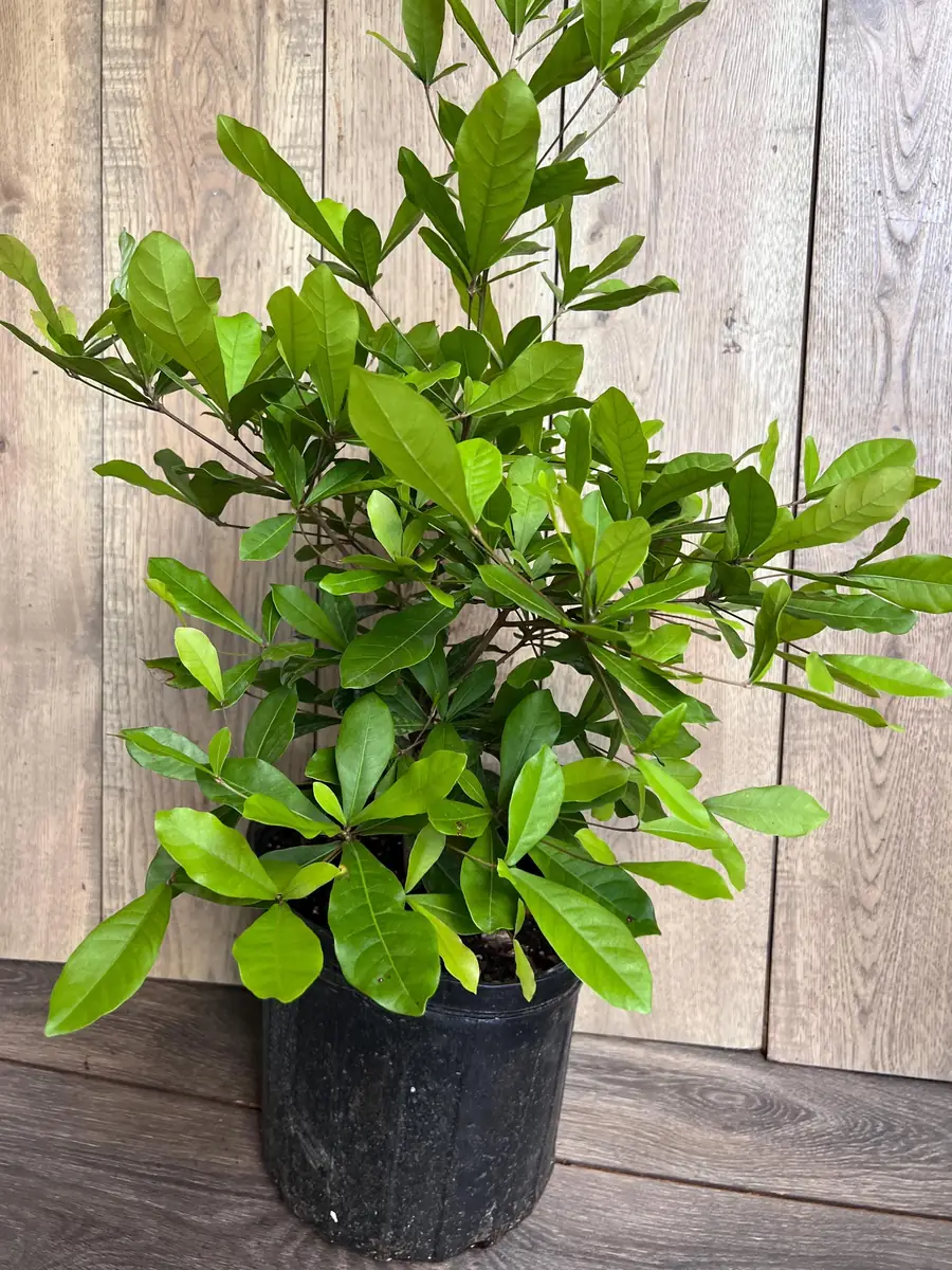 Miracle Fruit Live Plant – Synsepalum dulcificum – 3 Gallon Pot – Indoor/Outdoor - Image 5