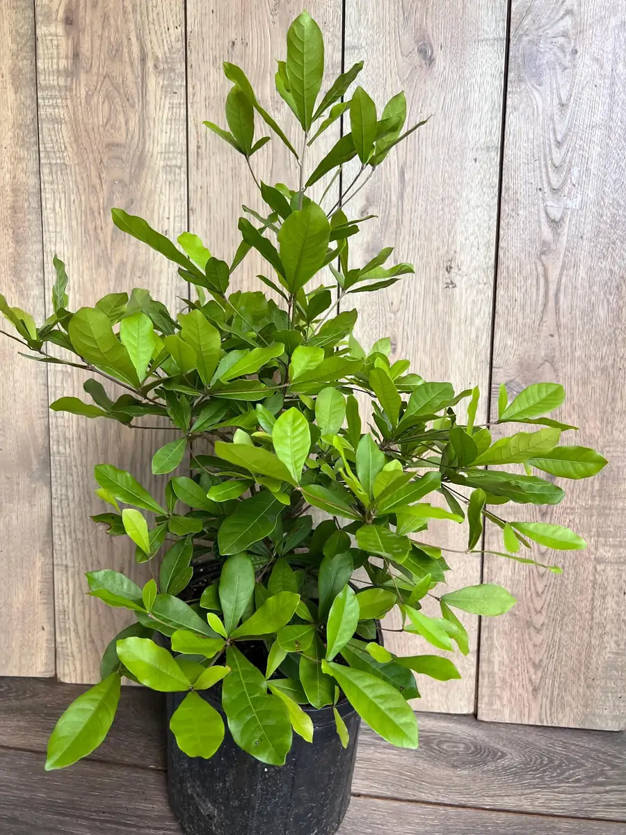 Miracle Fruit Live Plant – Synsepalum dulcificum – 3 Gallon Pot – Indoor/Outdoor - Image 6