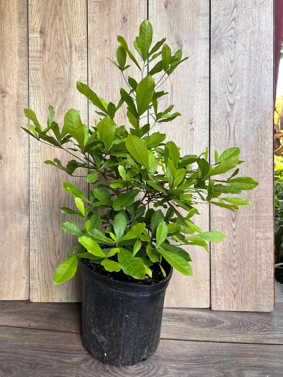 Miracle Fruit Live Plant – Synsepalum dulcificum – 3 Gallon Pot – Indoor/Outdoor - Image 7