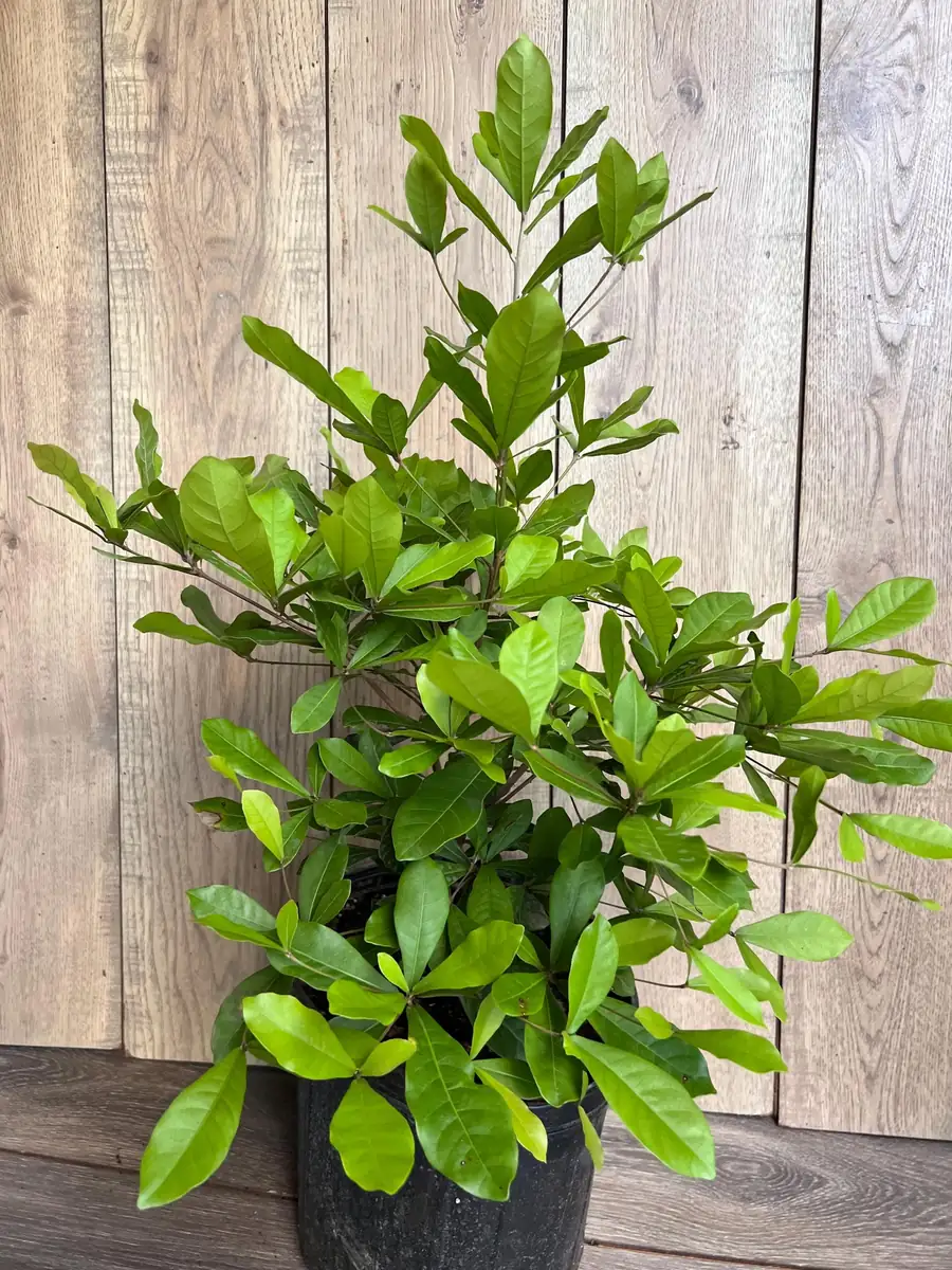 Miracle Fruit Live Plant – Synsepalum dulcificum – 3 Gallon Pot – Indoor/Outdoor - Image 8