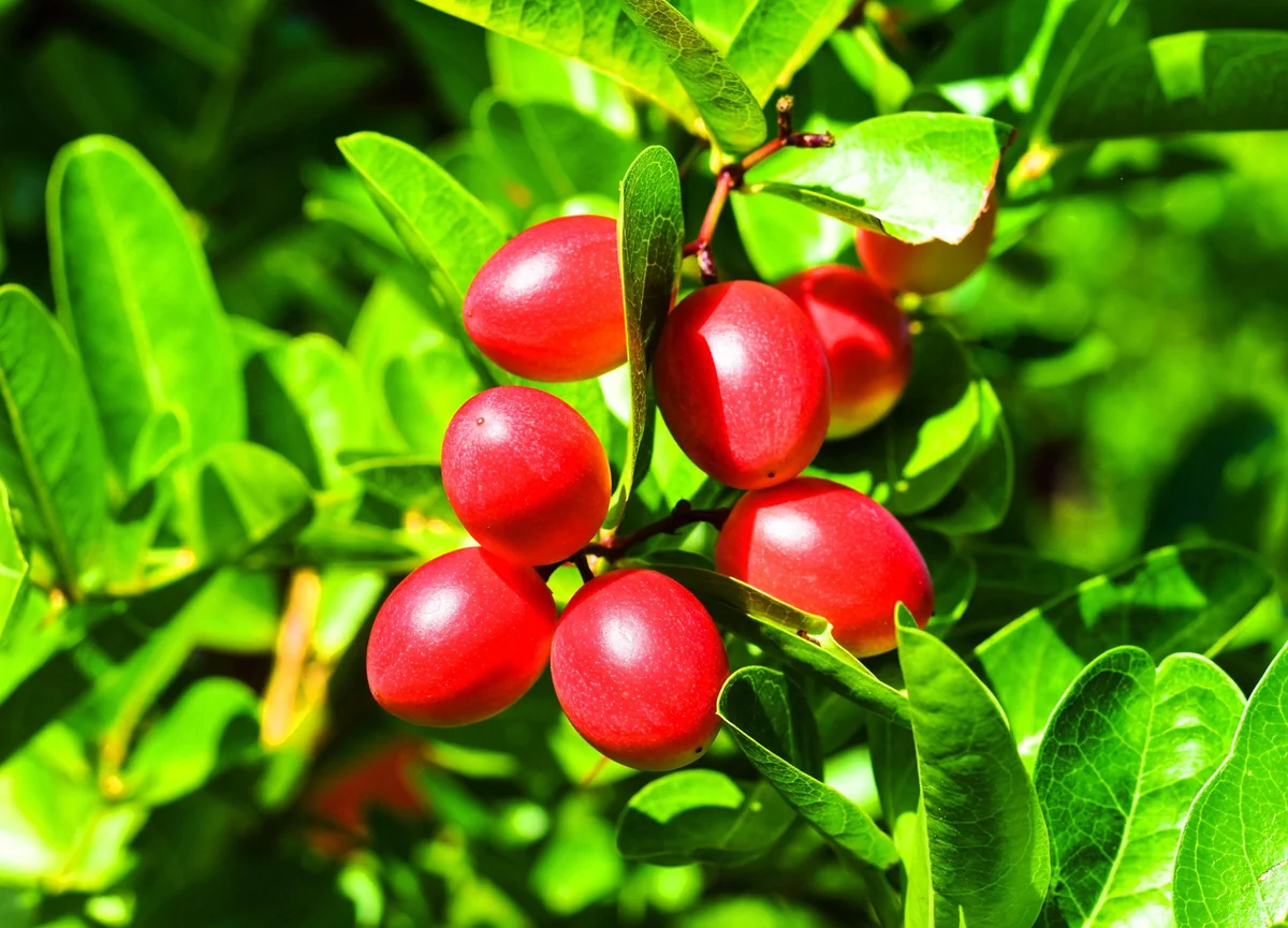 Miracle Fruit Live Plant – Synsepalum dulcificum – 3 Gallon Pot – Indoor/Outdoor - Image 1