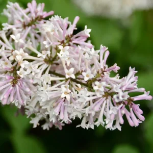 Miss Kim Lilac Live Plant - 6-12 Inch Tall, Quart Pot, Fragrant Outdoor Shrub - Image 2