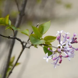 Miss Kim Lilac Live Plant - 6-12 Inch Tall, Quart Pot, Fragrant Outdoor Shrub - Image 6