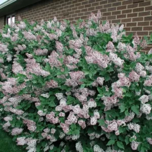 Miss Kim Lilac Shrub Live Plant - 6-12