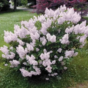 Miss Kim Lilac Shrub Live Plant - 6-12