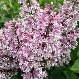 Miss Kim Lilac Shrub Live Plant - 6-12