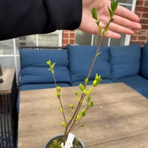 Miss Kim Lilac Shrub Live Plant - 6-12