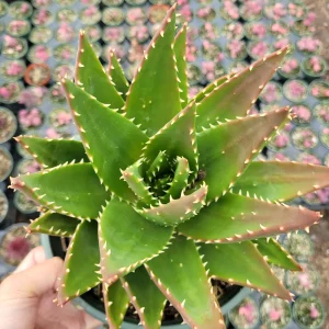 Mitre Aloe Live Plant - Aloe perfoliata Succulent, Rubble Aloe, Drought-Tolerant - Image 4